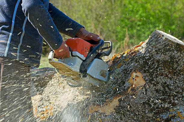 Professional Tree Services in Marlton, NJ