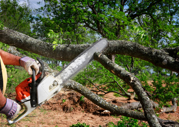 How Our Tree Care Process Works  in  Marlton, NJ